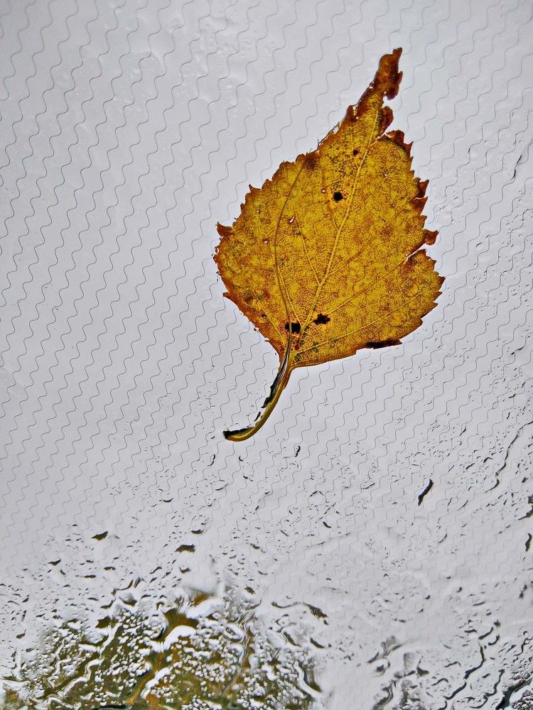 Photograph by Игорь Пшеничников