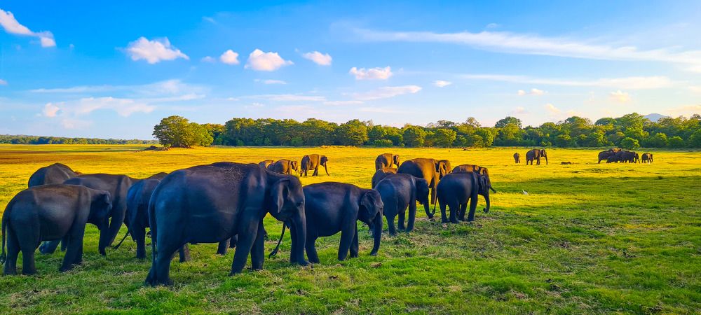 Фотография автора Lasith Fernando