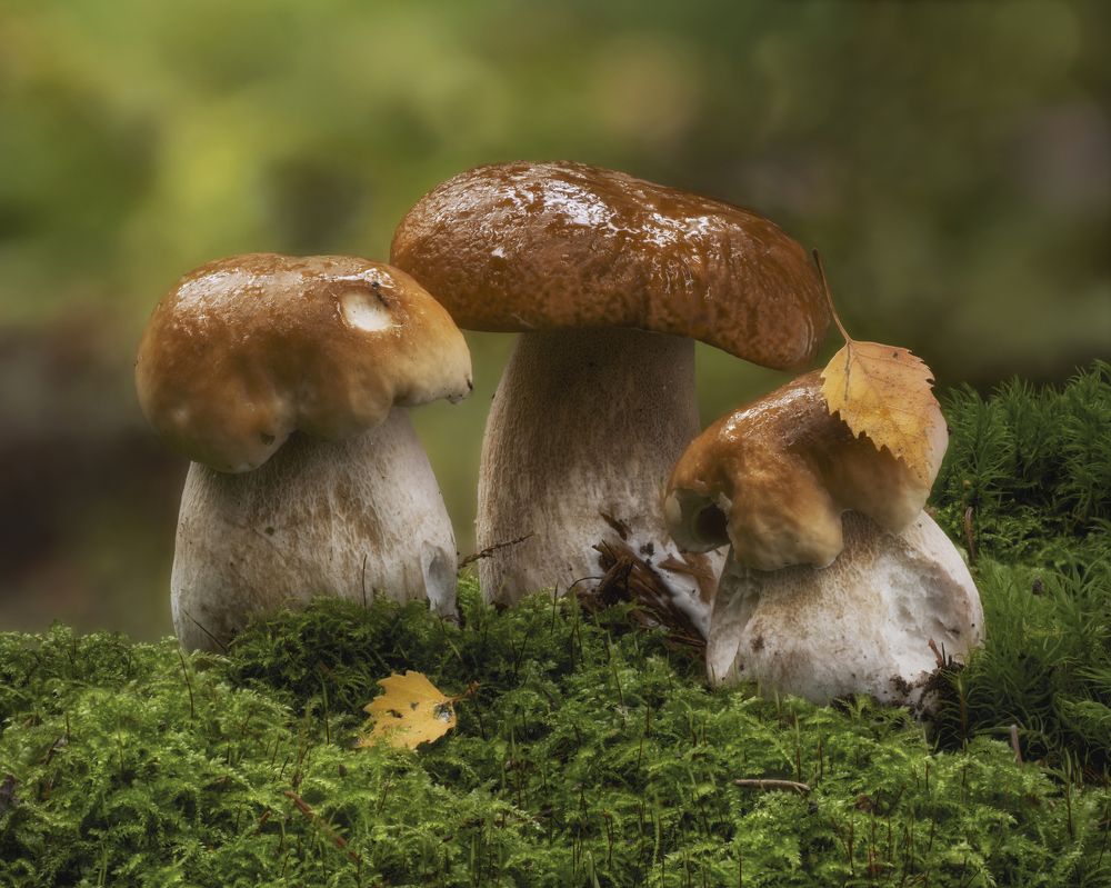 Photograph by Вышарь Максим