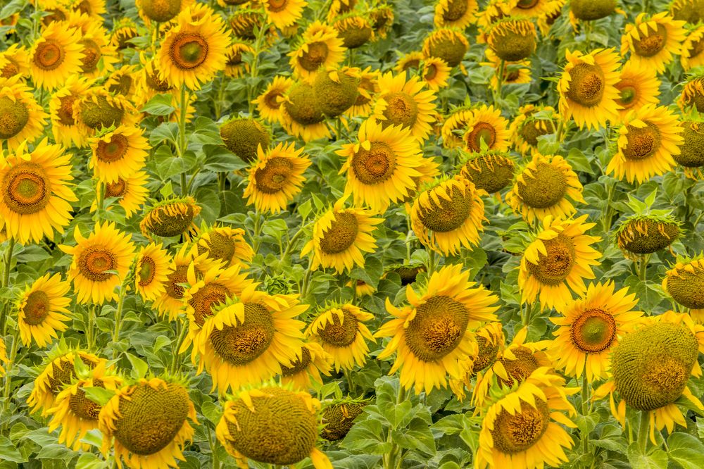 Photograph by Sergey Paramonov