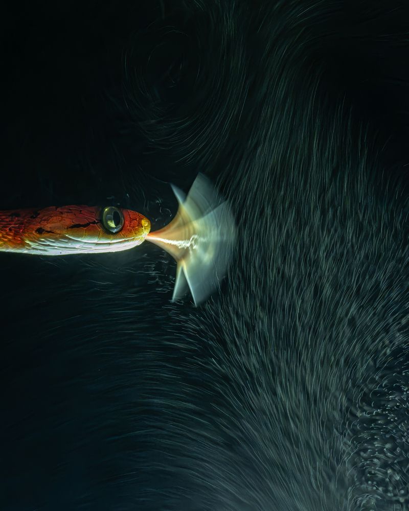 Photograph by Prasad Hamine