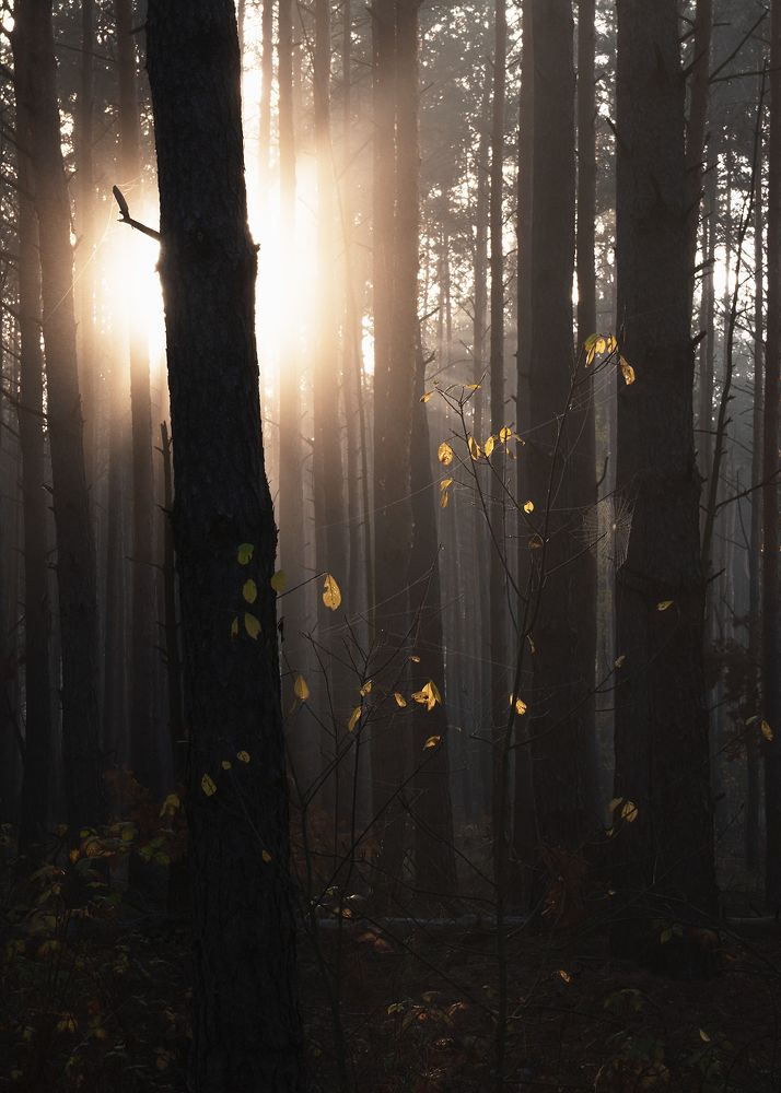 Photograph by Захаров Дмитрий