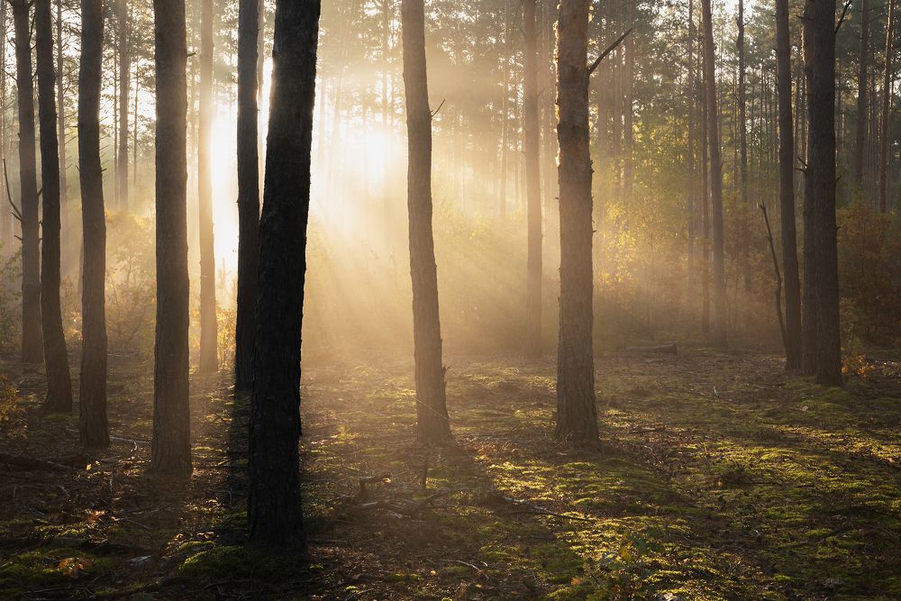 Photograph by Захаров Дмитрий