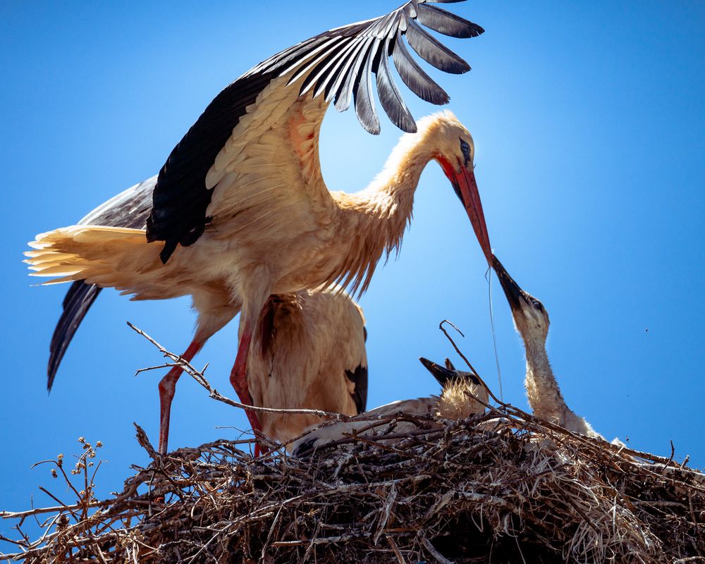 Photograph by Lodi Pertovt