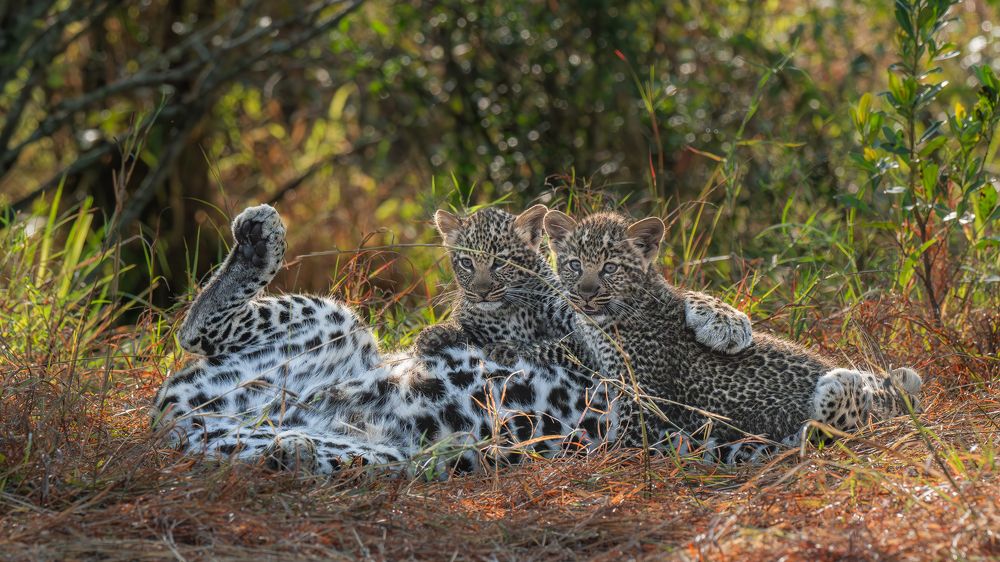 Photograph by Prasad Hamine