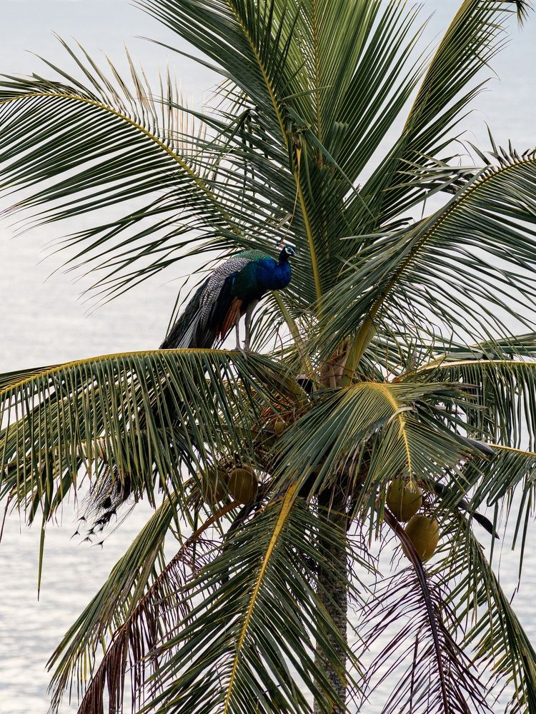 Перед закатом.