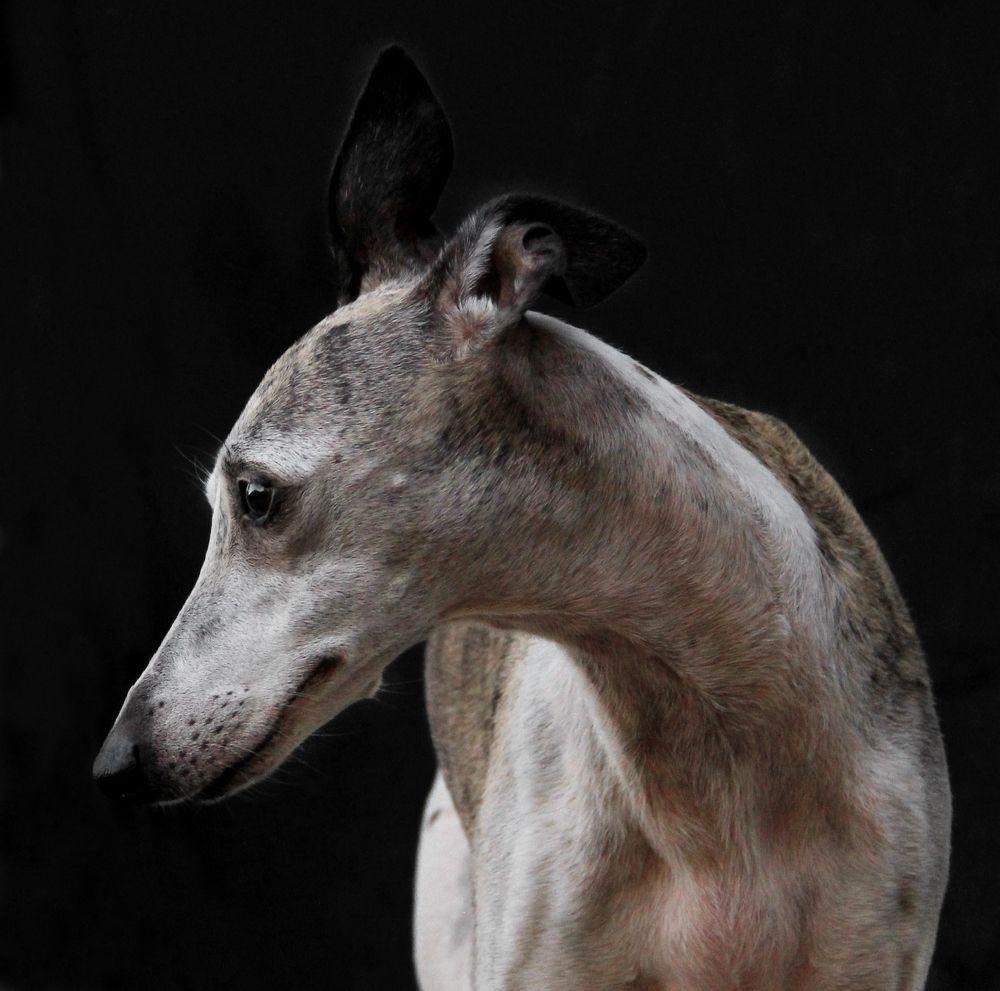 Портрет уиппета