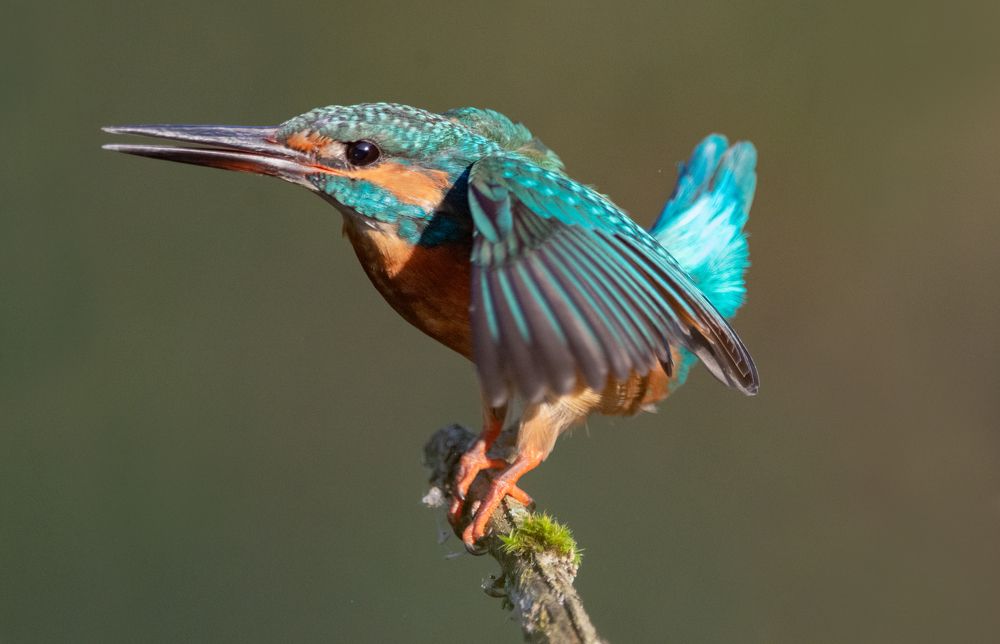 Фотография автора Татьяна Ливеровская