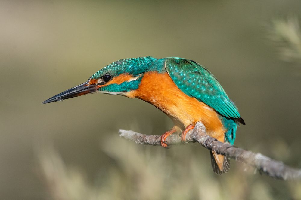 Фотография автора Татьяна Ливеровская