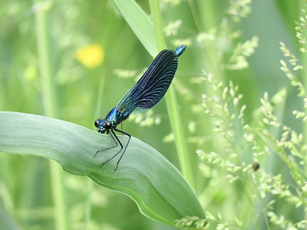 Photograph by Галина Пименова