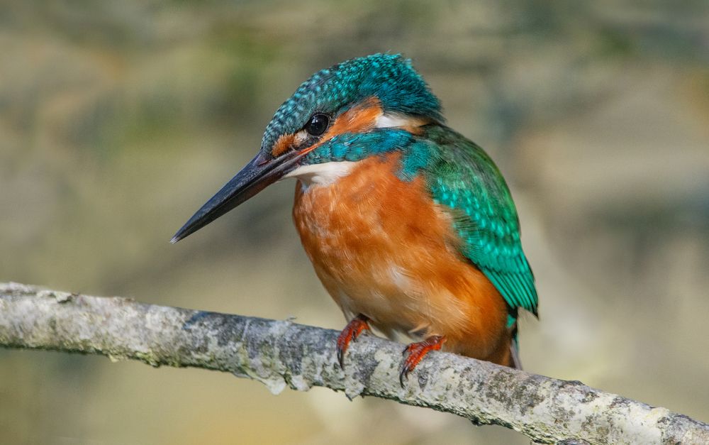 Фотография автора Татьяна Ливеровская