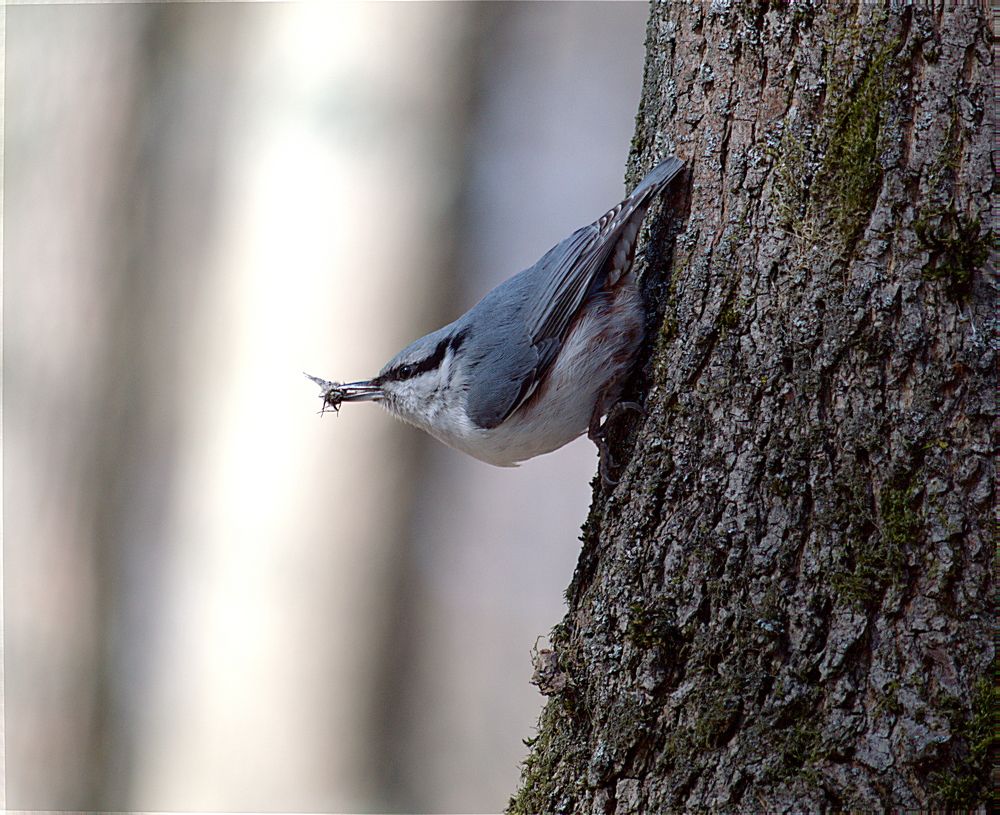 поползень с добычей
