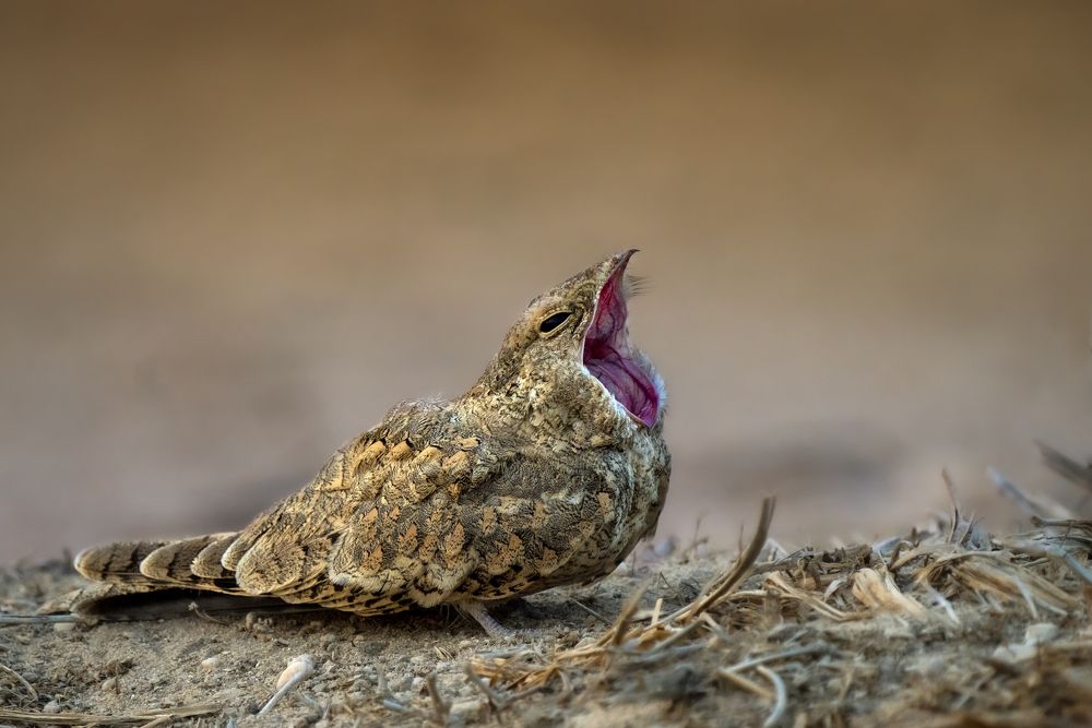 Photograph by miras mc