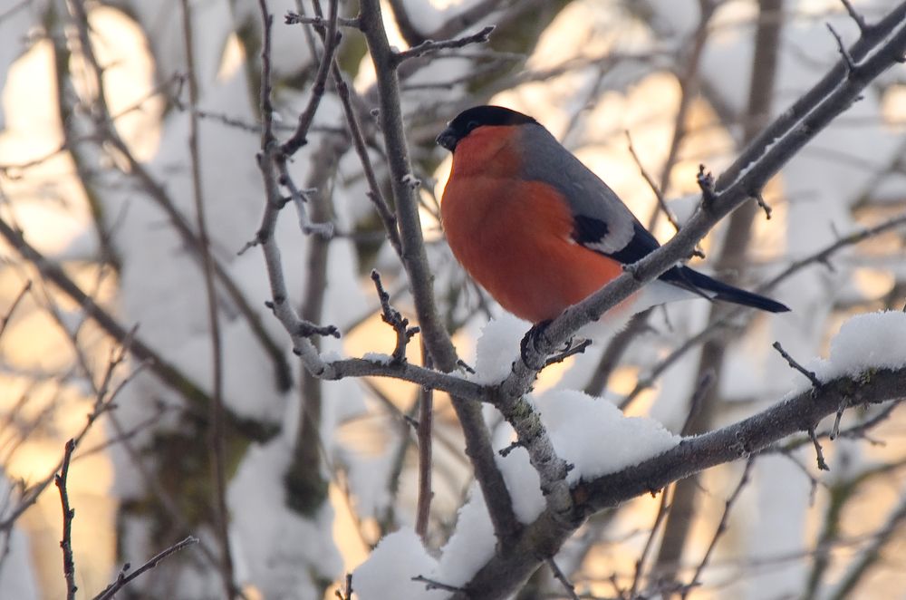 Photograph by Виталий Монахов