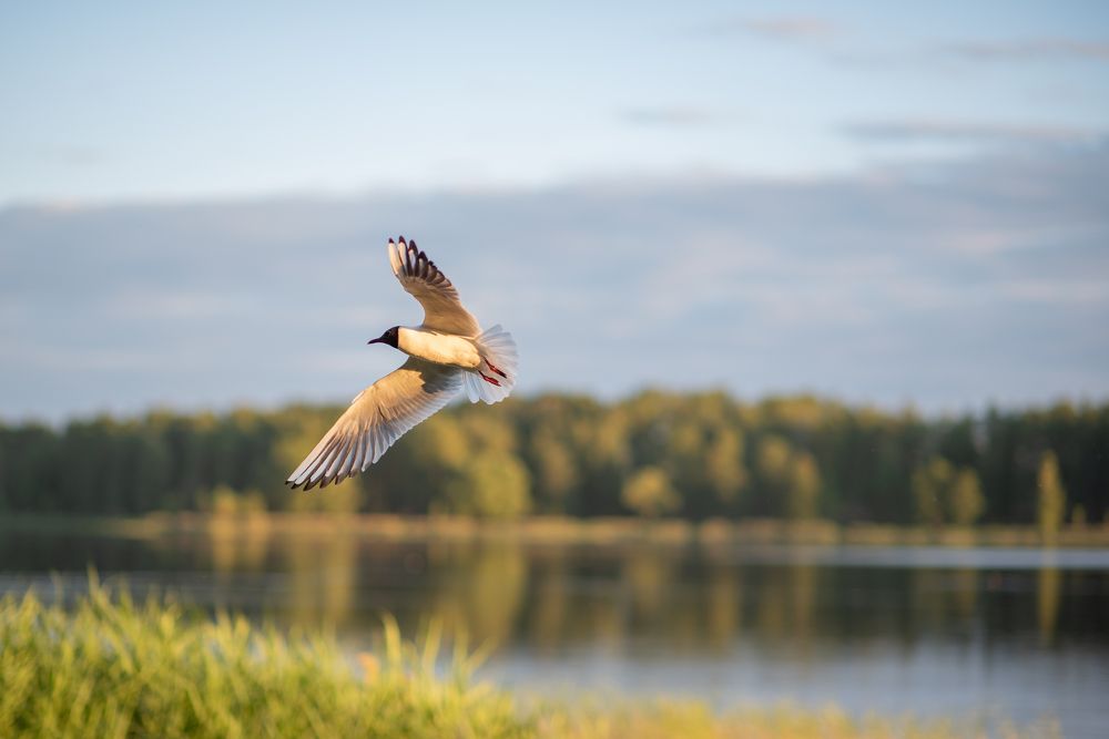 Photograph by Виталий Монахов