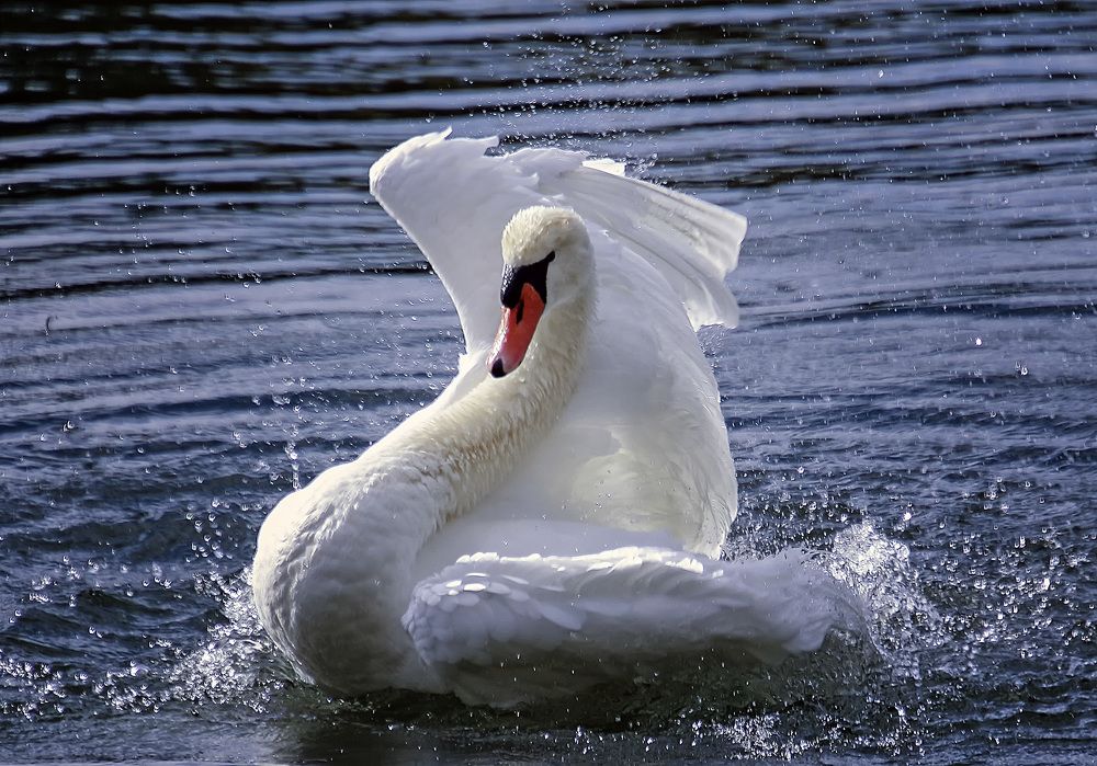 Фотография автора Александр