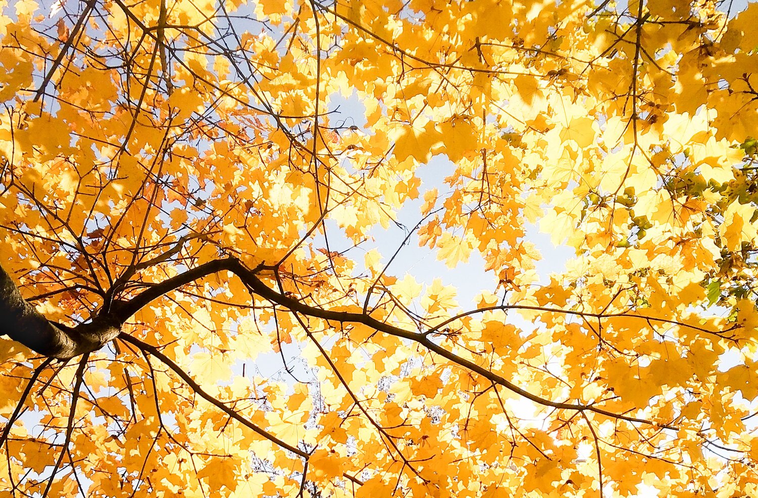 Photo #11112385