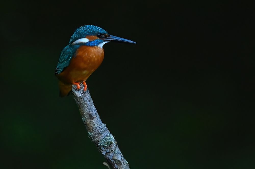 Photograph by Jiří Muller