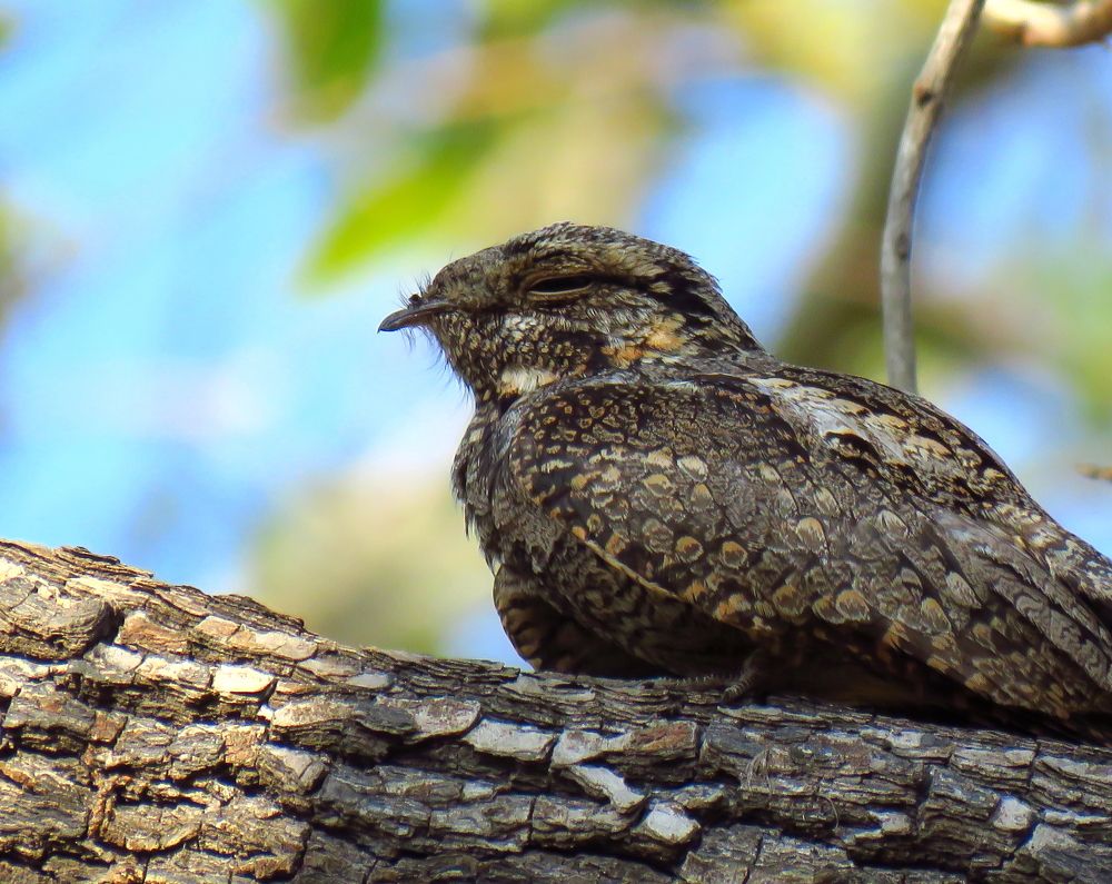 Nightjar with eye semi-closed