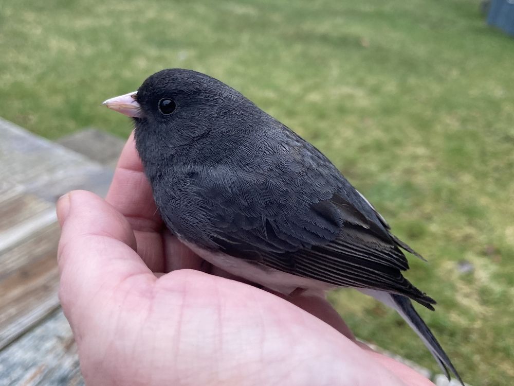 A Bird in the Hand is Worth Two in A Bush