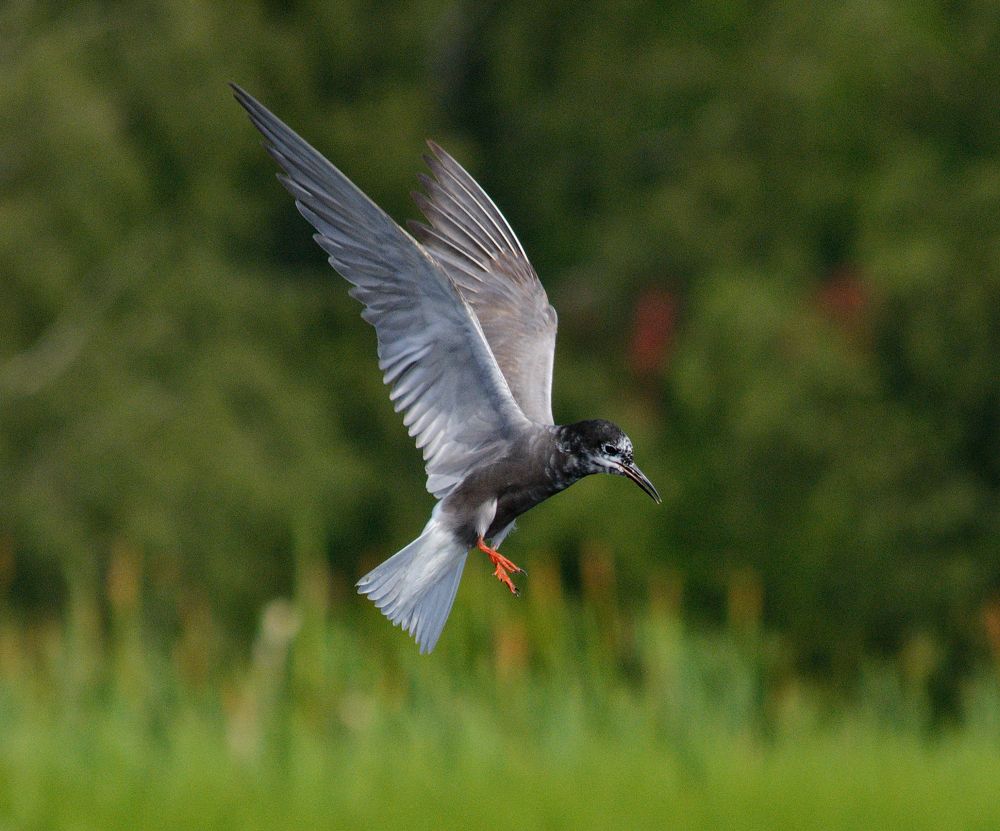 Photograph by Сергей Симаков