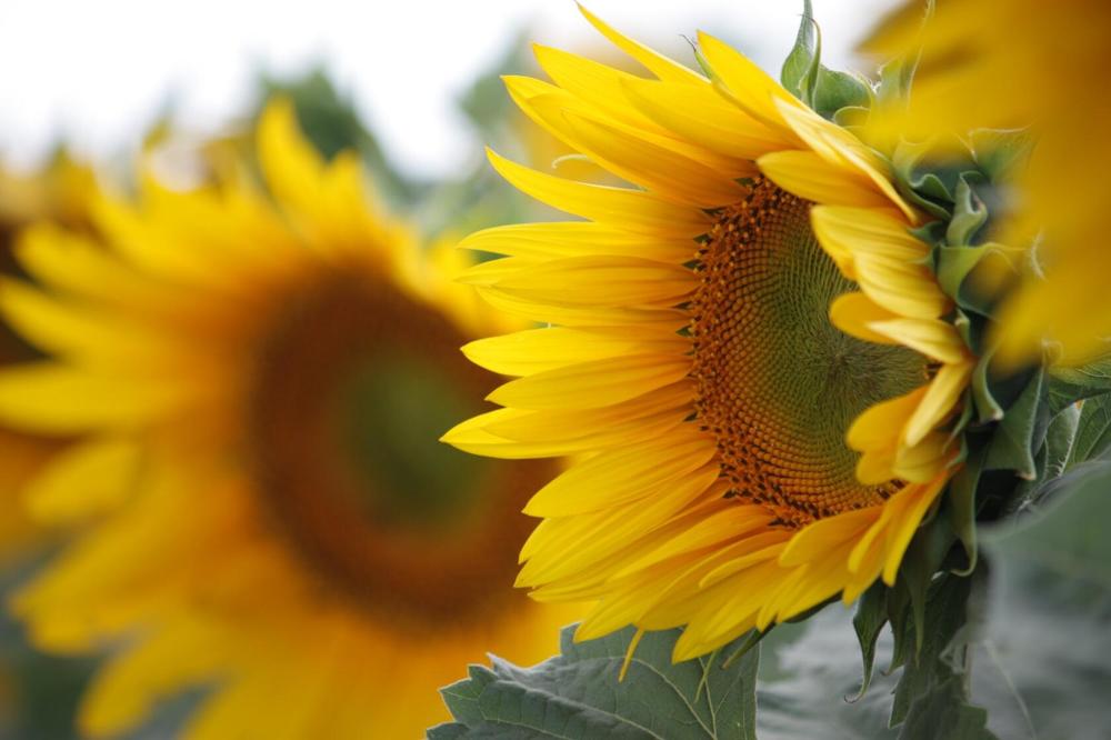 Photograph by Титова Наталья