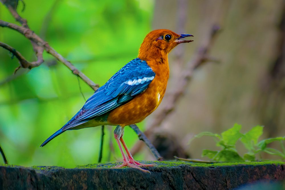 Photograph by Kamal Bhattacharjya