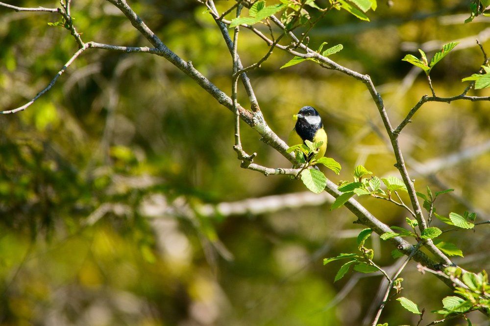 Photograph by Jan Musil