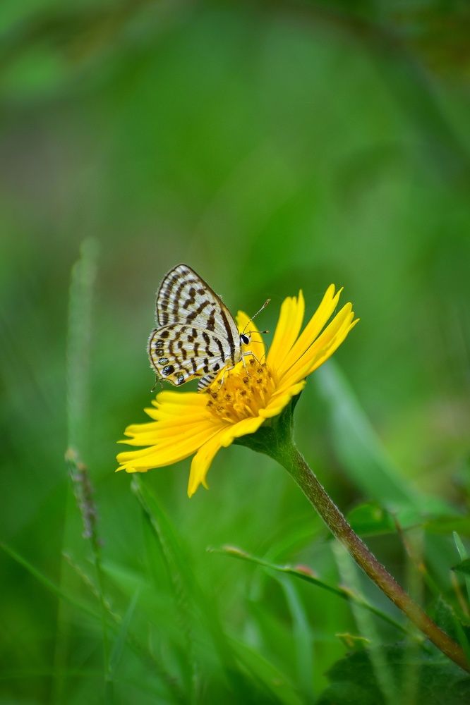 Photograph by Souradip Dey