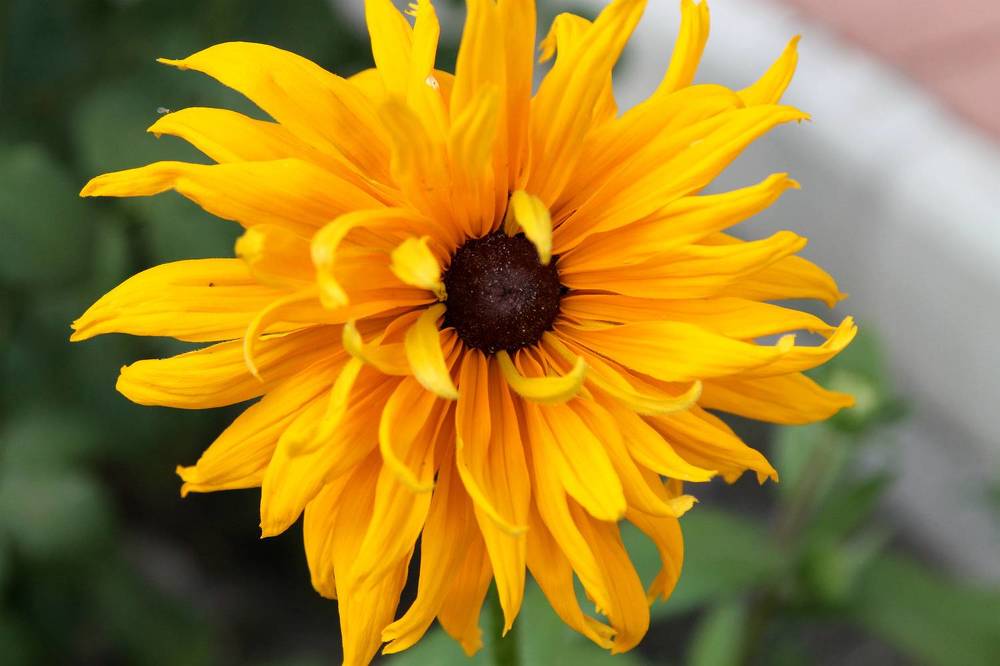 Photograph by София Лаврентьева