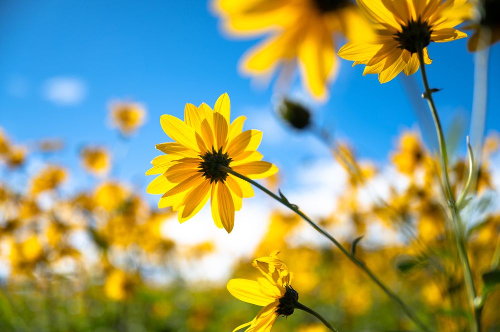 Photograph by Jasmin Džebo