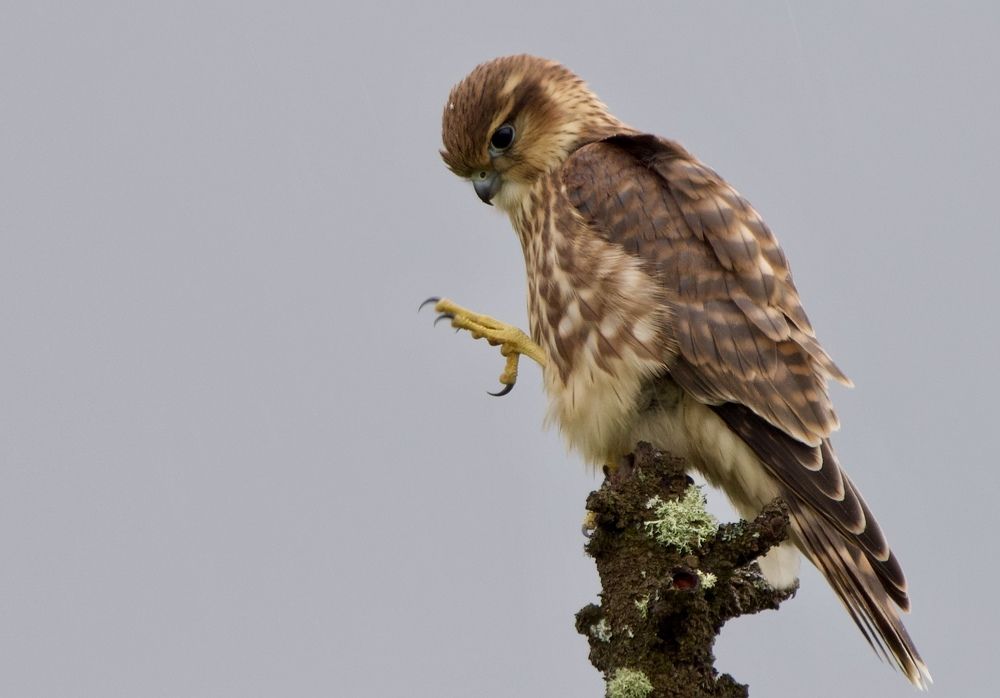 Осмотр перед охотой