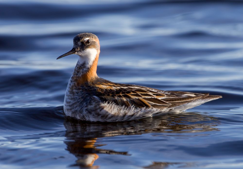 Фотография автора Viktoriya Kim