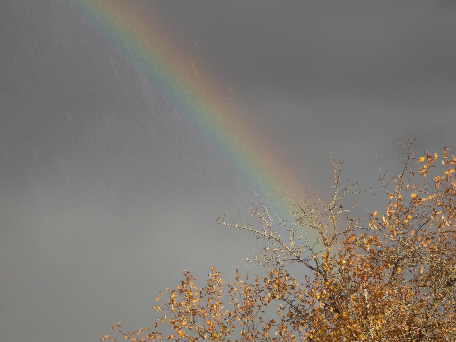 Photo #11112885