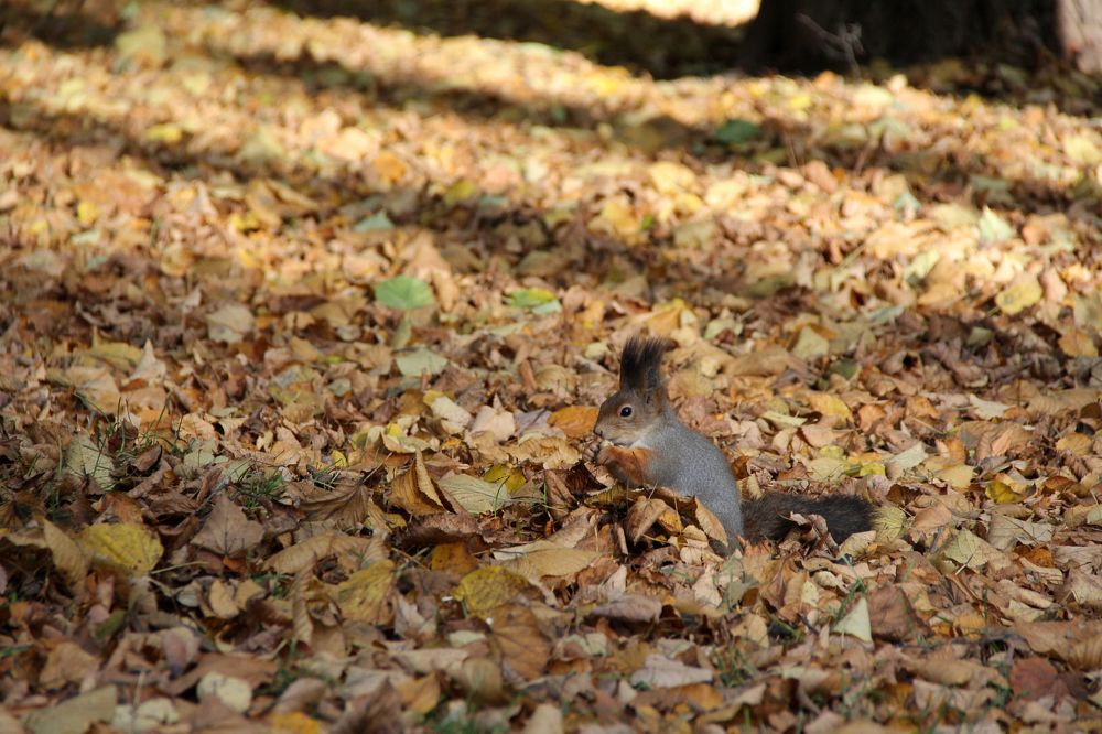 Photograph by Головчанский Артем Сергеевич
