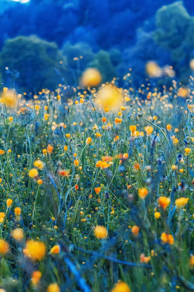 Photograph by Lana Soldatova