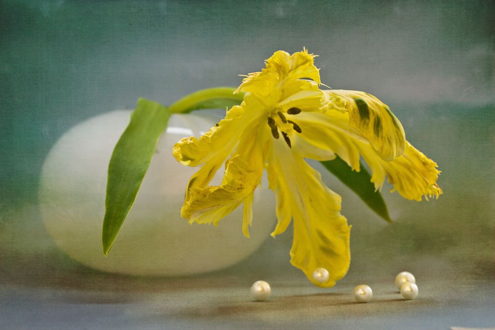 Фотография автора Анна Тихомирова