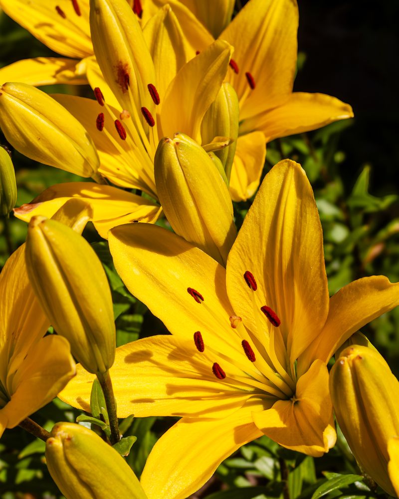 Краски лета