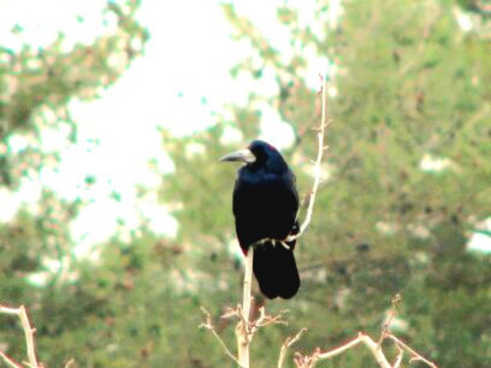 Photograph by HAMID R. ABADEH