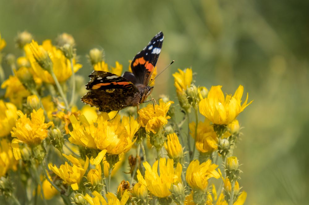 Photograph by Кермен Манджиева