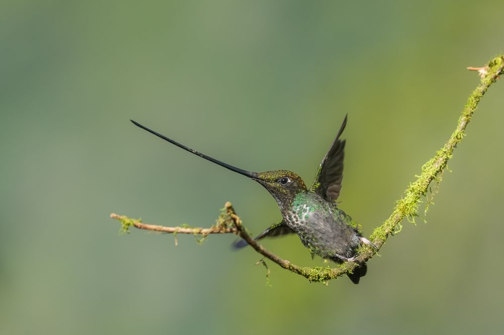 Sword billed Hummingbird