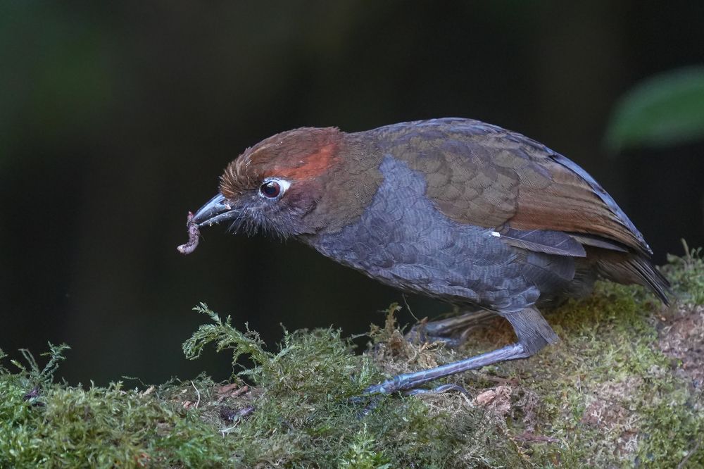 Фотография автора Jian Ma