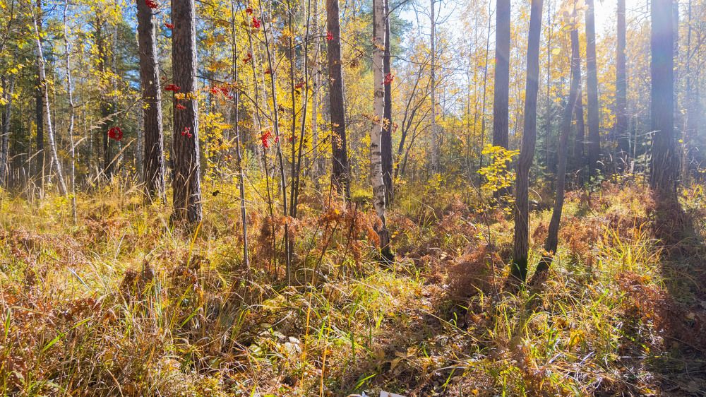 Photograph by Владимир Коровин