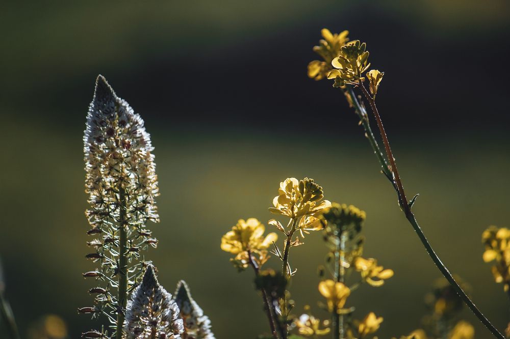 Photograph by moussaab