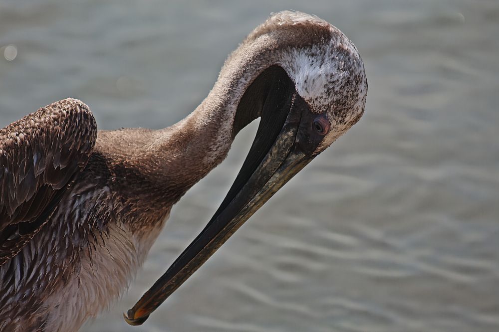 Brown Pelicans