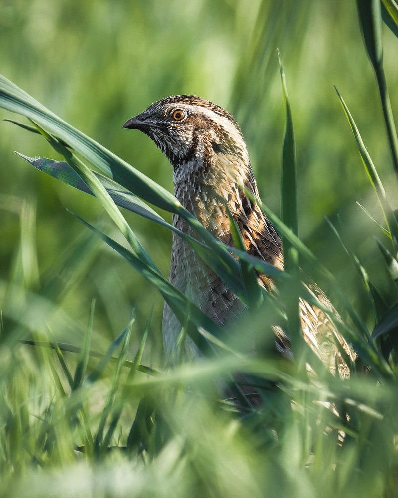 Петушок-невидимка