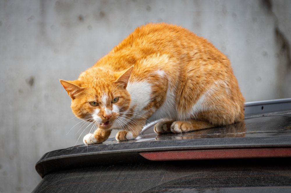 Photograph by Анатолий Костерев