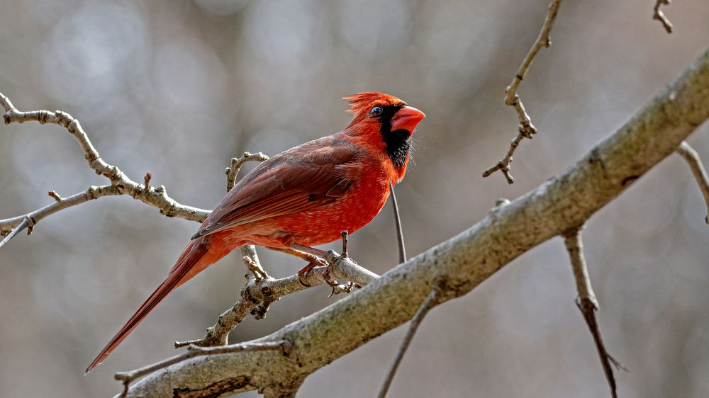 Красный Кардинал.