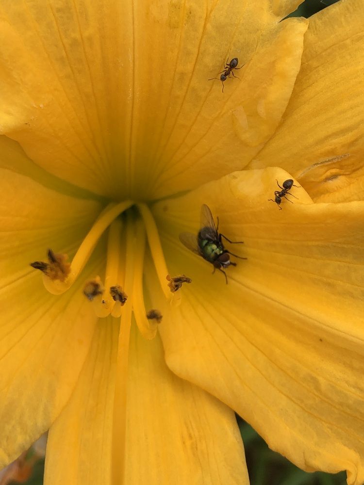 Фотография автора Светлана Гончарова