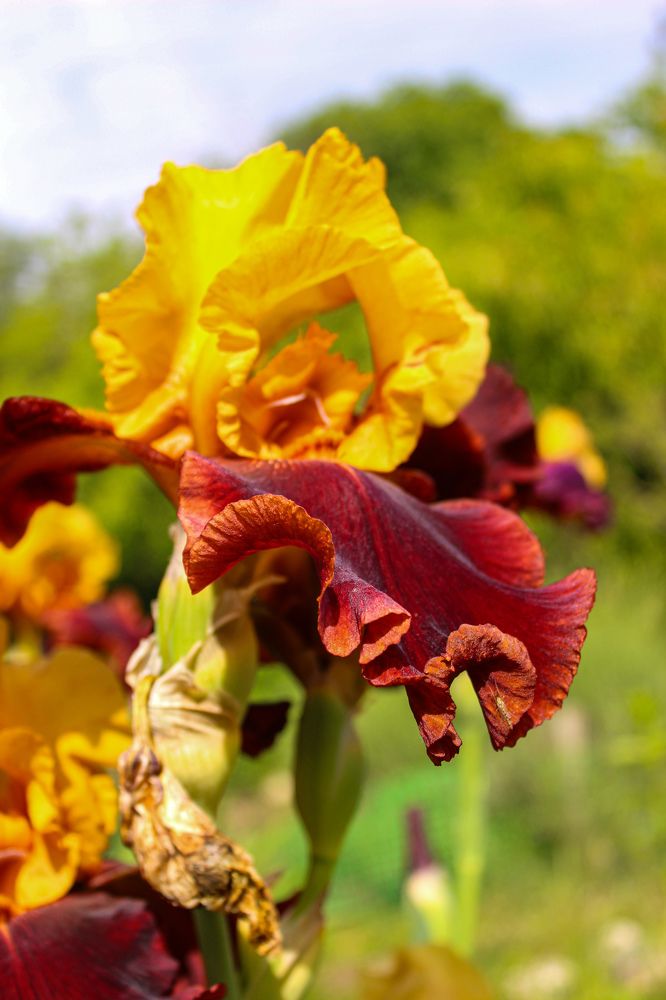 Photograph by Ирина Дмитриенко